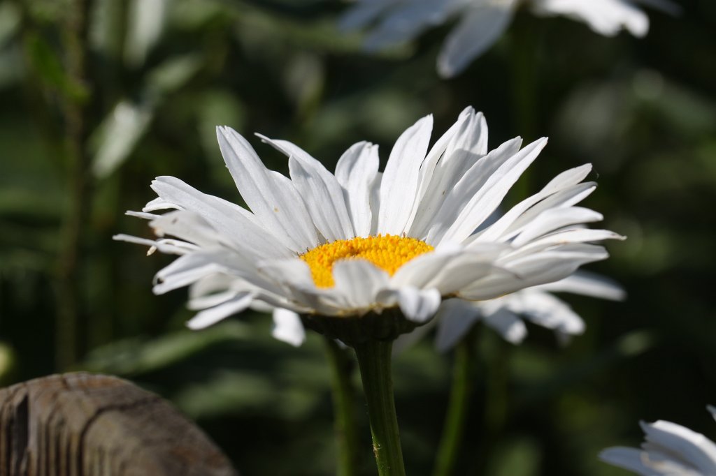 IMG_1917.JPG -  Ox-eye daisy  ( Margerite )