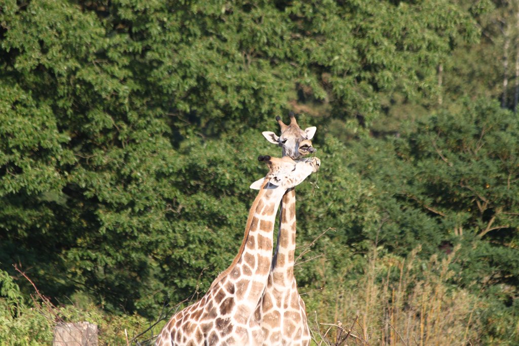 IMG_2619.JPG -  Giraffe 