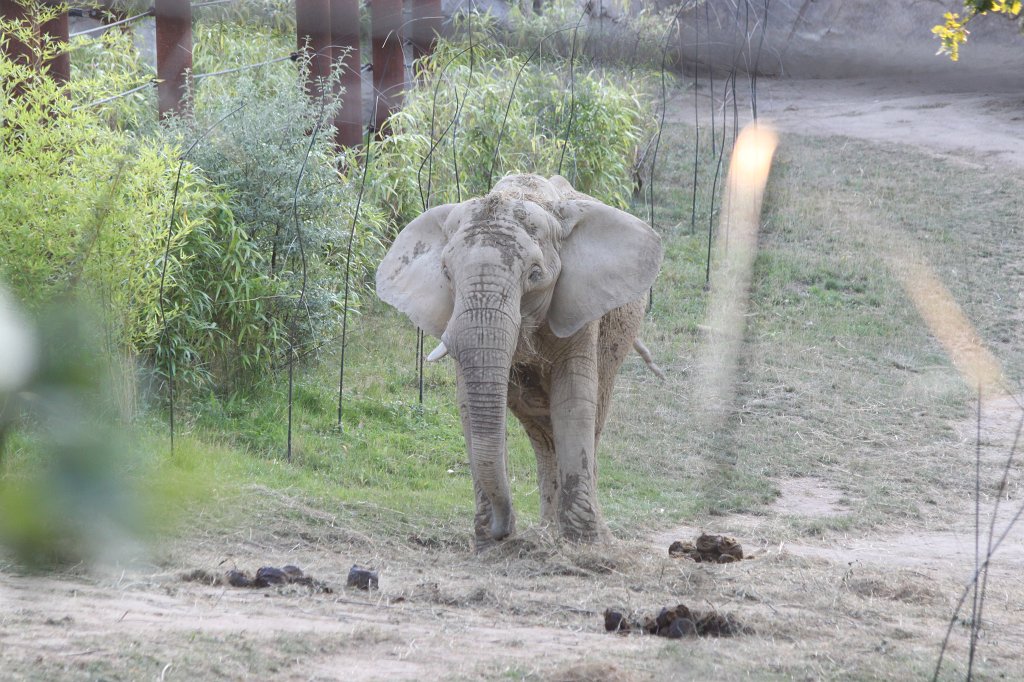 IMG_2661.JPG -  African bush elephant  ( Afrikanischer Elefant )