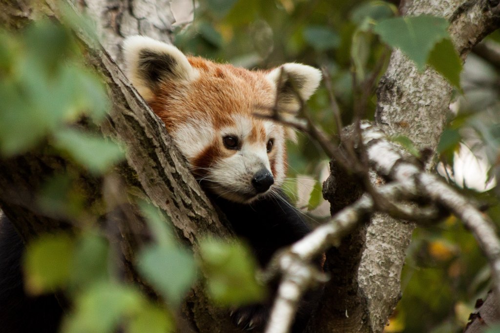 IMG_2742_c.jpg -  Red panda  ( Roter Panda )