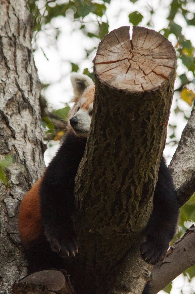 IMG_2744_c.jpg -  Red panda  ( Roter Panda )