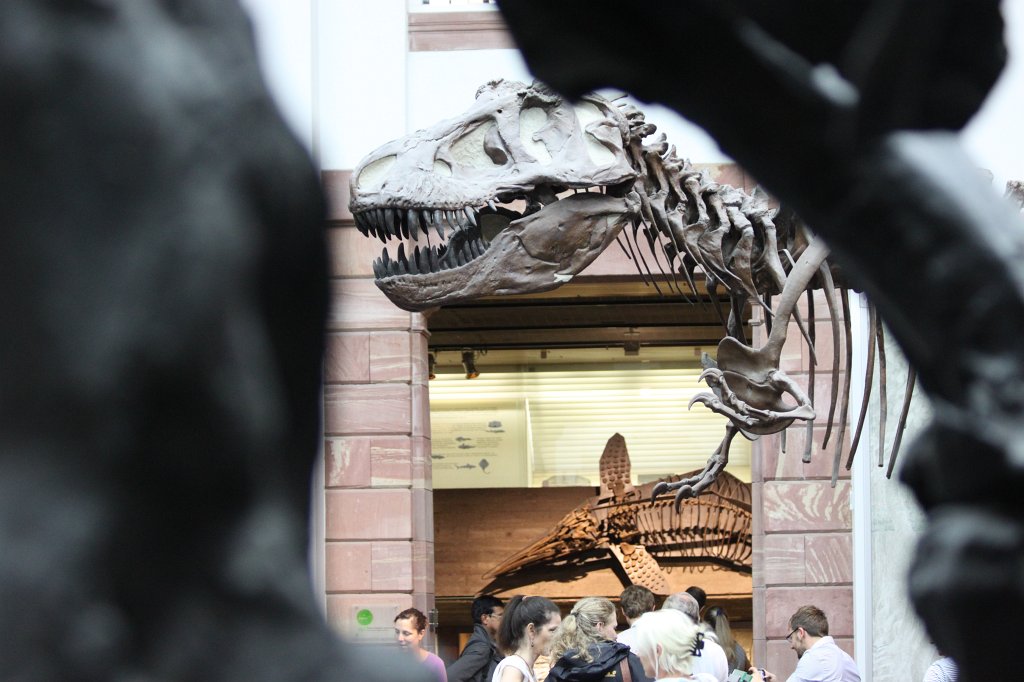 IMG_3044.JPG - Dinosaur skeleton in the  Naturmuseum Senckenberg 