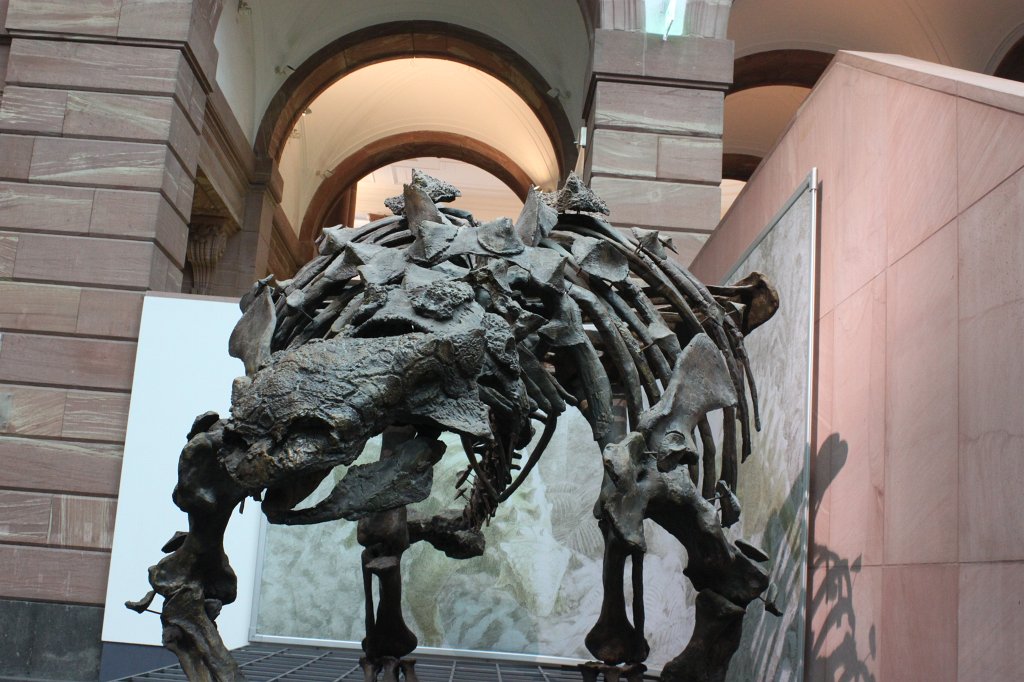 IMG_3052.JPG - Dinosaur skeleton in the  Naturmuseum Senckenberg 