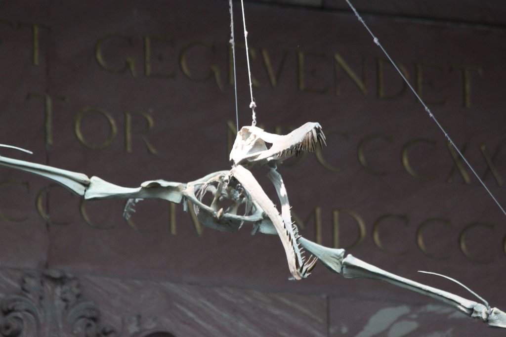 IMG_3054.JPG - Dinosaur skeleton in the  Naturmuseum Senckenberg 