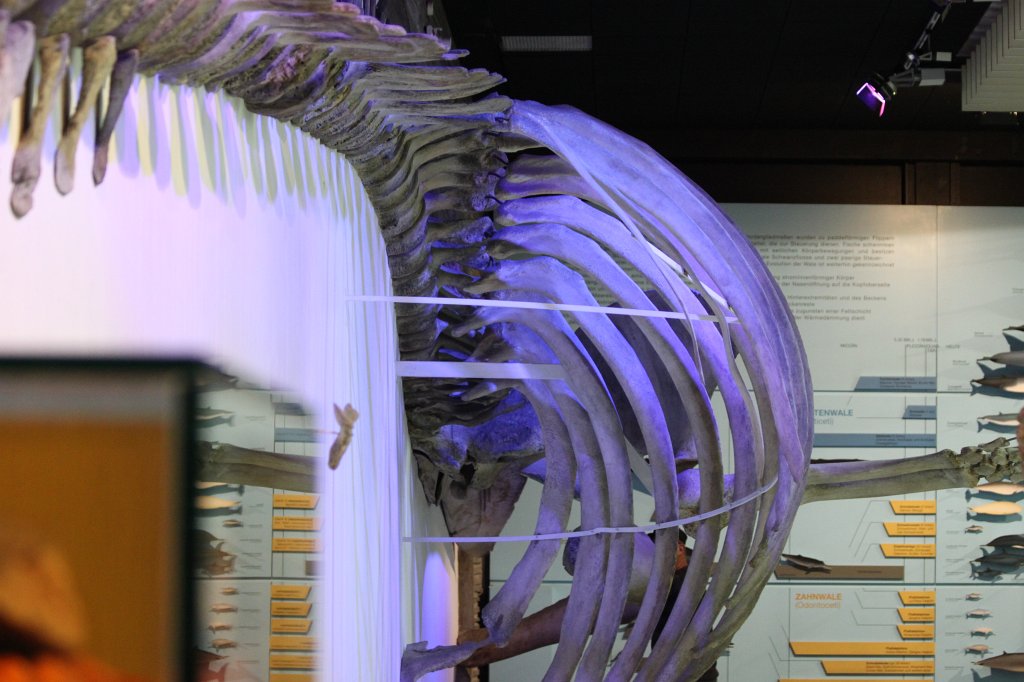 IMG_3063.JPG - Whale skeleton in the  Naturmuseum Senckenberg 