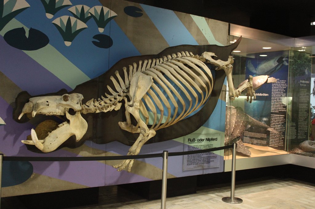 IMG_3064.JPG - Hippo skeleton in the  Naturmuseum Senckenberg 
