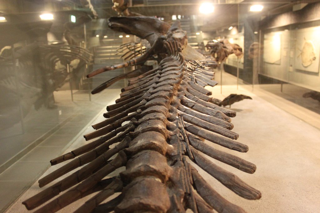 IMG_3073.JPG - Edmontosaurus skeleton