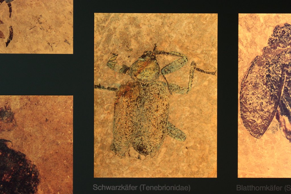 IMG_3075.JPG - Schwarzkäfer fossil in the  Naturmuseum Senckenberg 