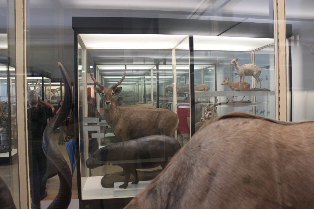 IMG_3084.JPG - Mammals in the  Naturmuseum Senckenberg 