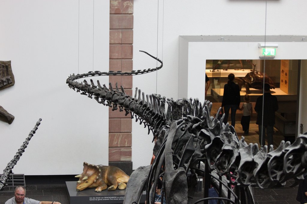 IMG_3096.JPG - Dinosaur skeleton in the  Naturmuseum Senckenberg 