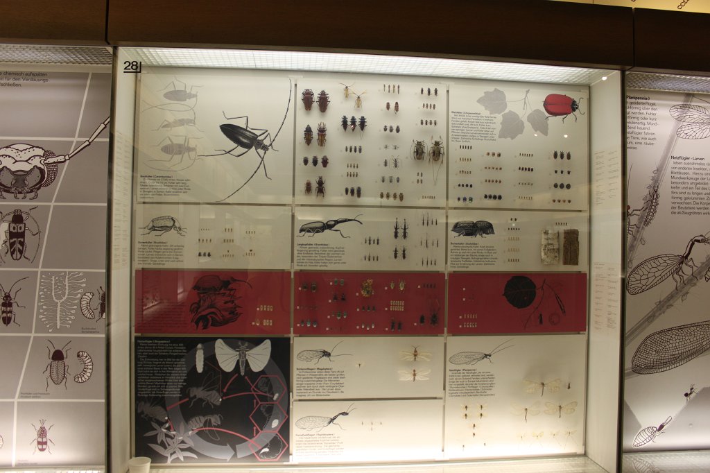 IMG_3097.JPG - Bugs in the  Naturmuseum Senckenberg 