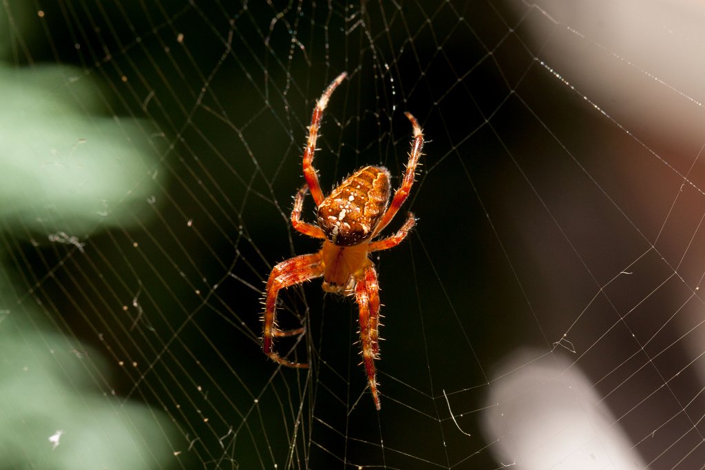 IMG_4457_c.jpg - Spider