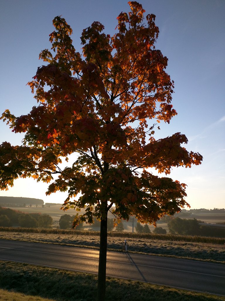 IMG_20151012_082159.jpg - Tree in the morning sun