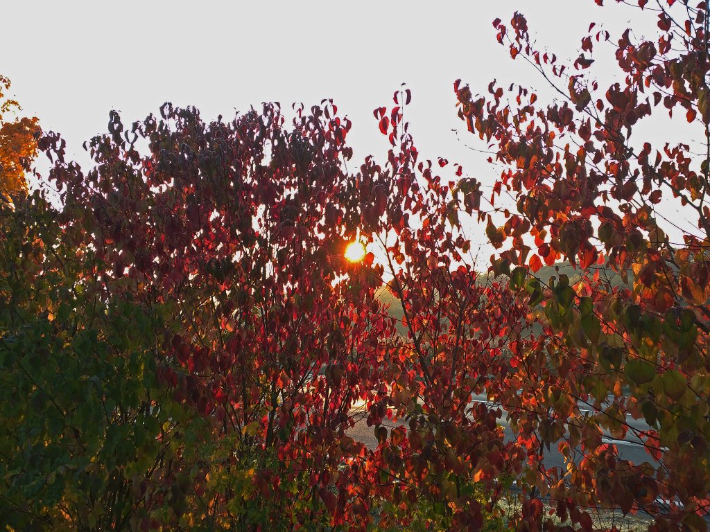 IMG_20151013_082729_c.jpg - Autumn morning fire