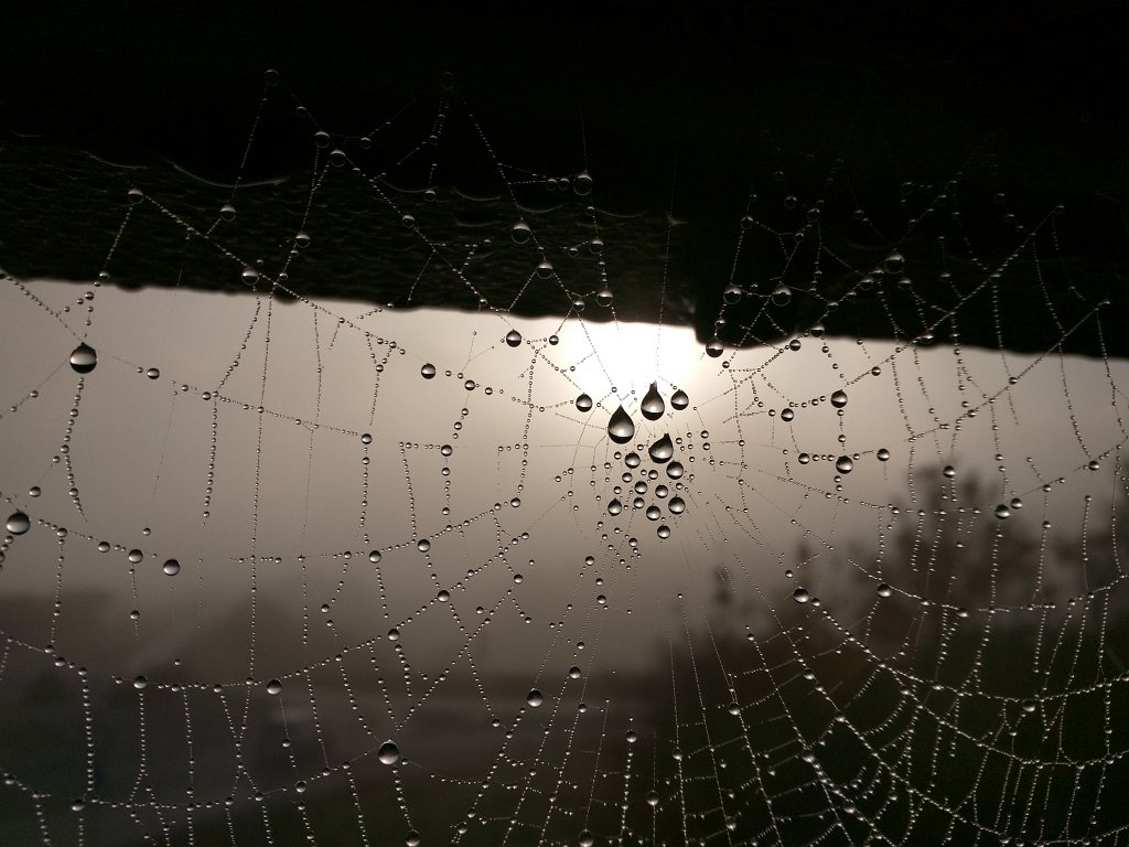 IMG_20151027_084520.jpg - Dew on the spider web
