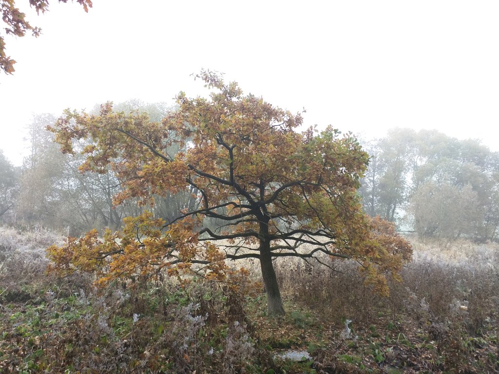 IMG_20151103_090135.jpg - Tree in the fog