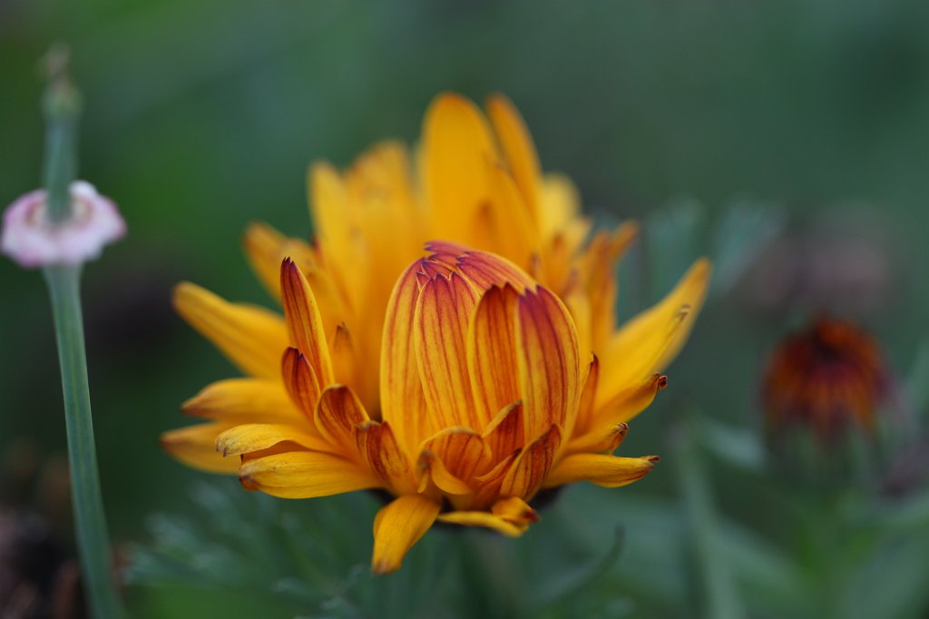IMG_5204.JPG - Yellow flower