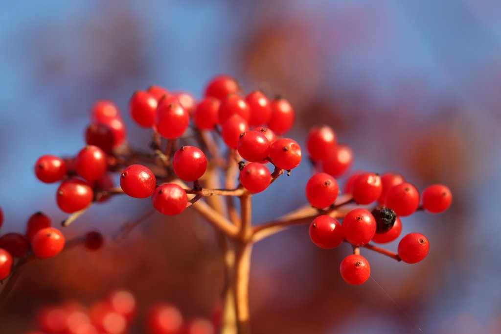 IMG_5285.JPG - Red berries