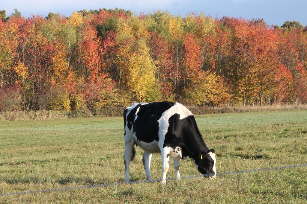 IMG_5299.JPG - Cow in autumn