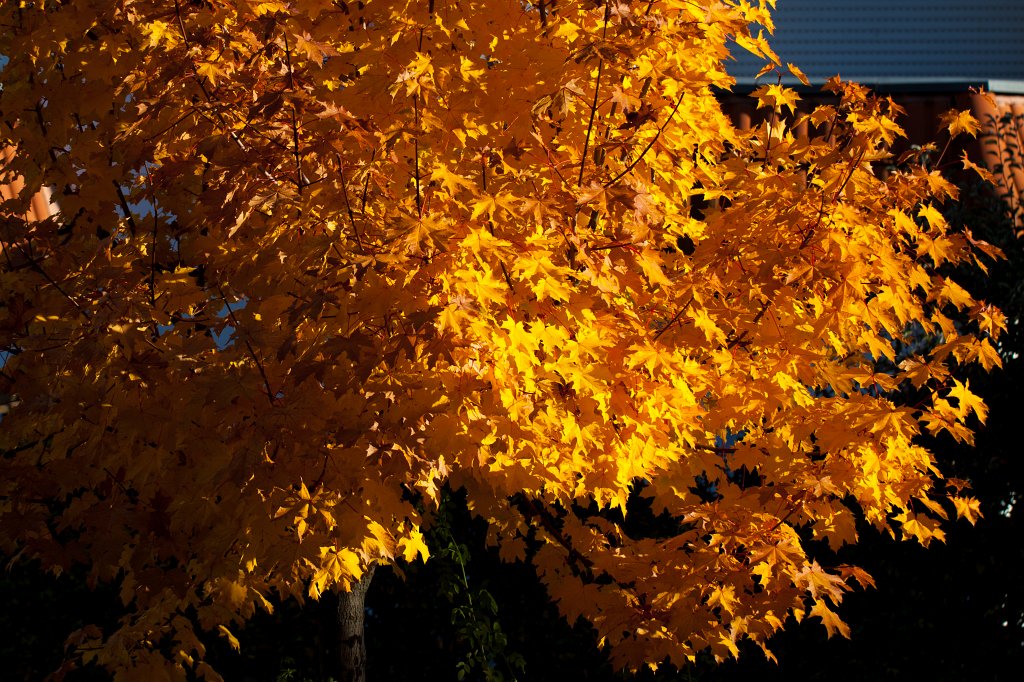 IMG_5320_c.jpg - Yellow leaves