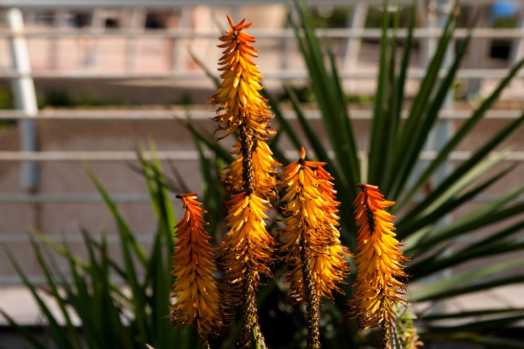 IMG_5589_c.jpg - Blooming cactus