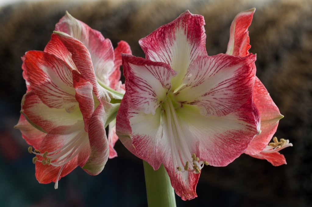 IMG_6356_c.jpg - The new year miracle. Between New Years Eve and New Year the  Amaryllis  flowers opened.