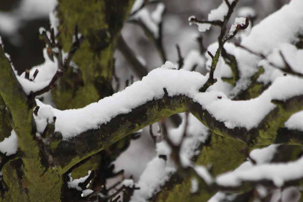 IMG_6345.JPG - Fresh snow sitting on branch