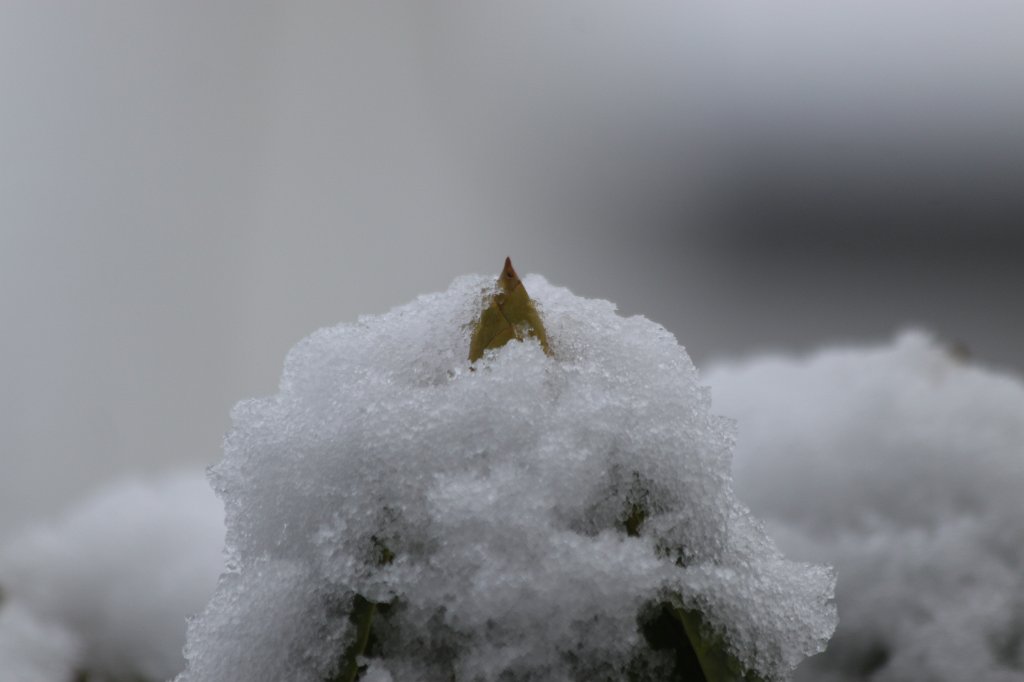 IMG_6348.JPG - Snow on  Rhododendron  bud