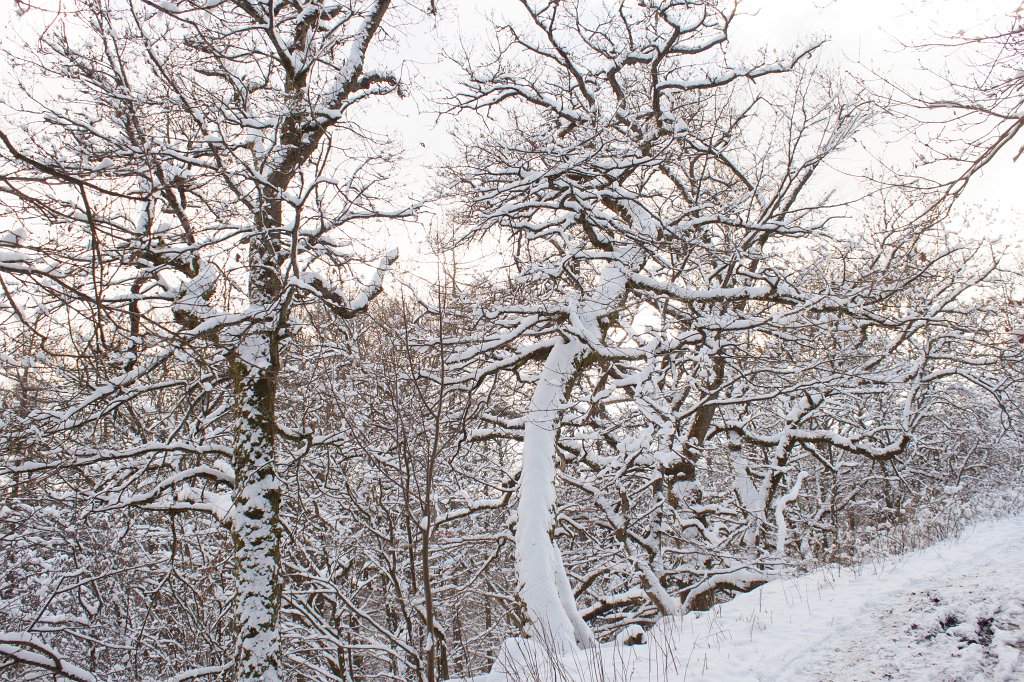 IMG_6402_c.jpg - Snow covered trees