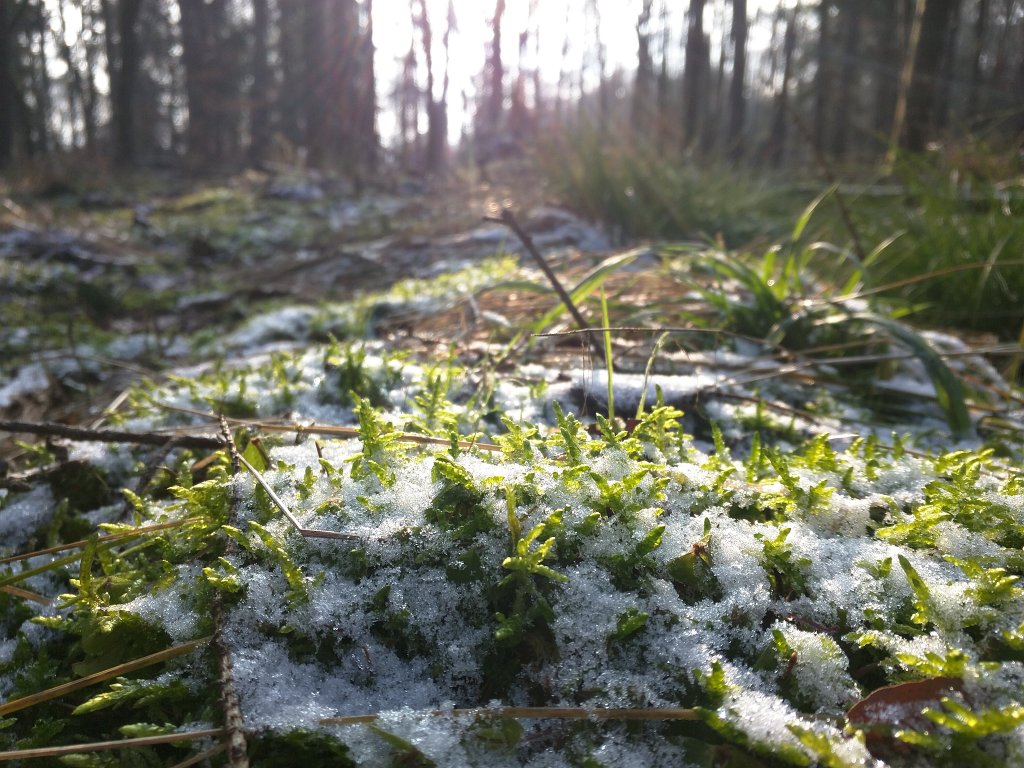 IMG_20160217_092121.jpg - Snowflakes on moss