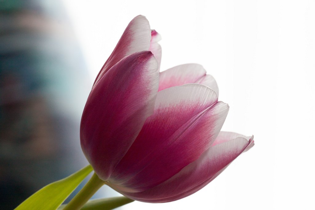 IMG_6508_c.jpg -  Tulip 