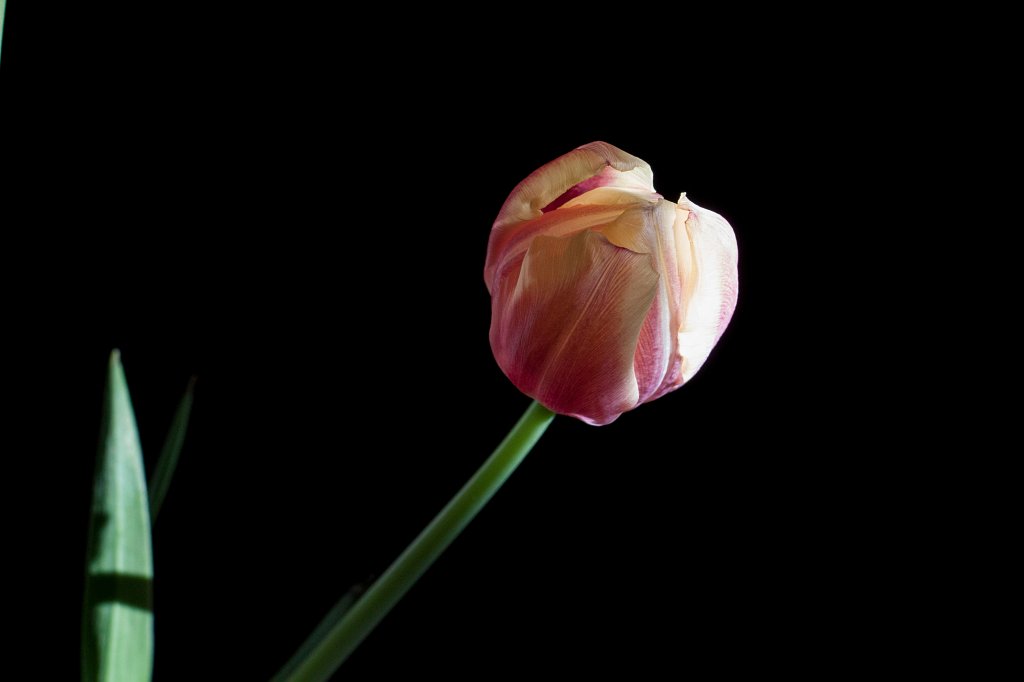 IMG_7528_c.jpg - Tulip