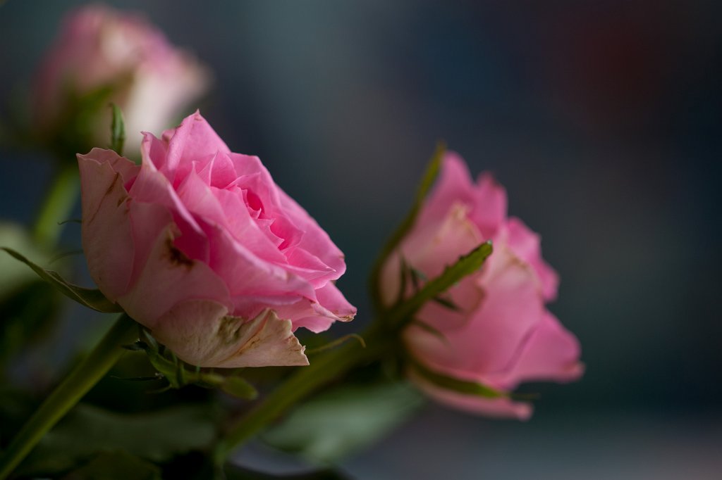 IMG_7567_c.jpg - Roses