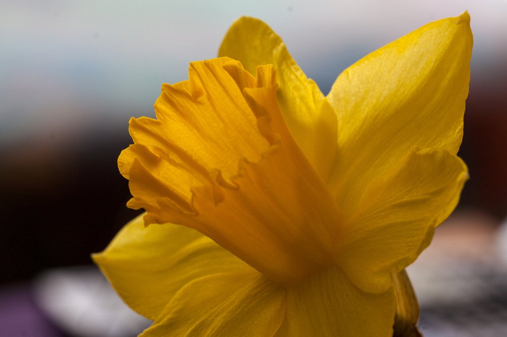 IMG_7655_c.jpg - Daffodil (Osterglocke)