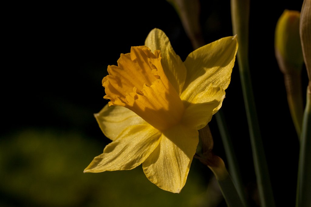 IMG_7658_c.jpg - Daffodil (Osterglocke)