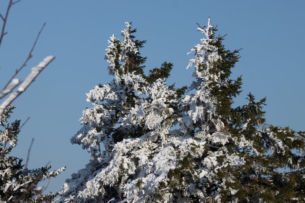 IMG_7694.JPG - Snow covered trees on Feldberg summit