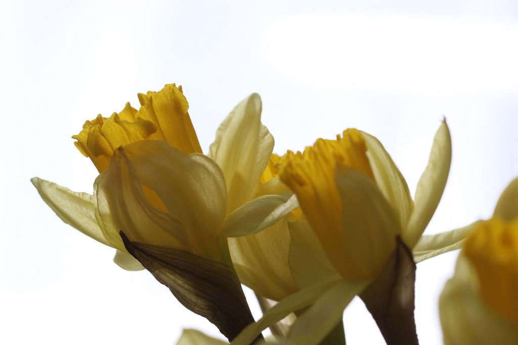 IMG_7711.JPG -  Daffodils  ( Osterglocken )