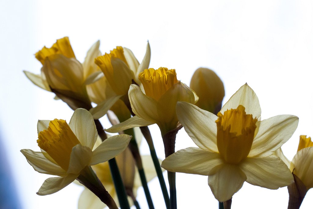 IMG_7713_c.jpg -  Daffodils  ( Osterglocken )
