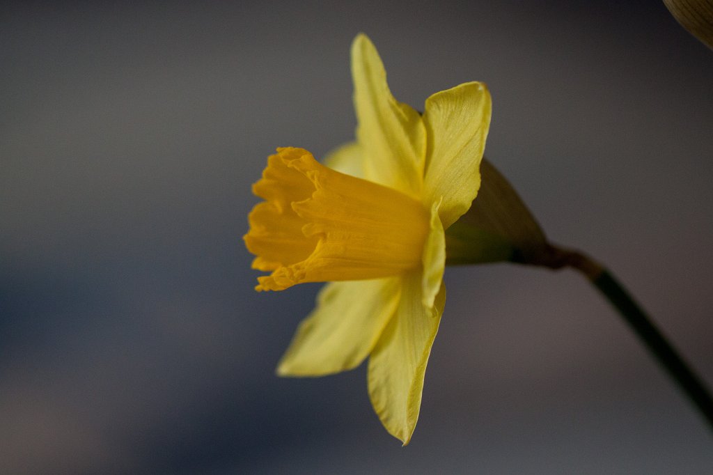 IMG_7717_c.jpg -  Daffodil  ( Osterglocke )
