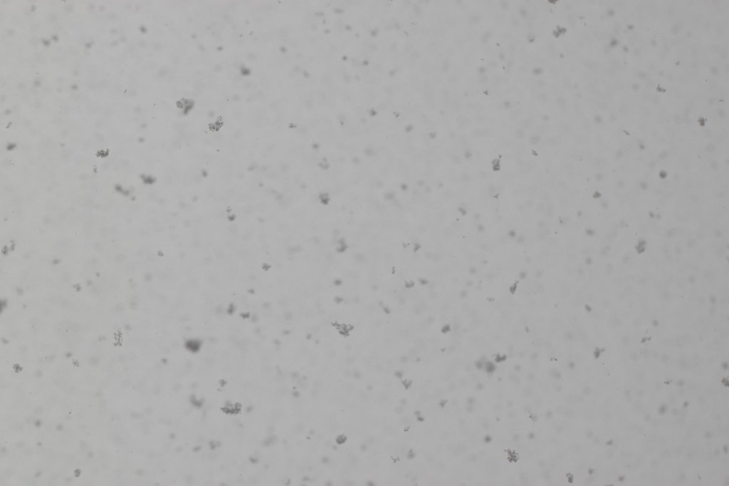 IMG_7817.JPG - Snow flakes
