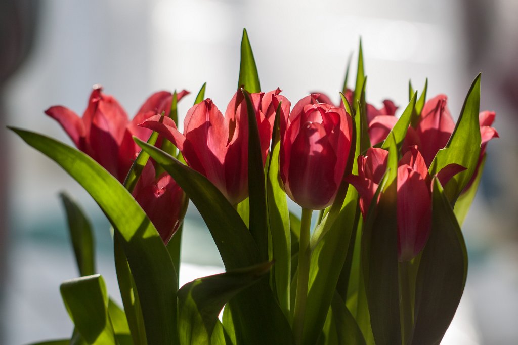 IMG_7986_c.jpg - Tulip bouqet
