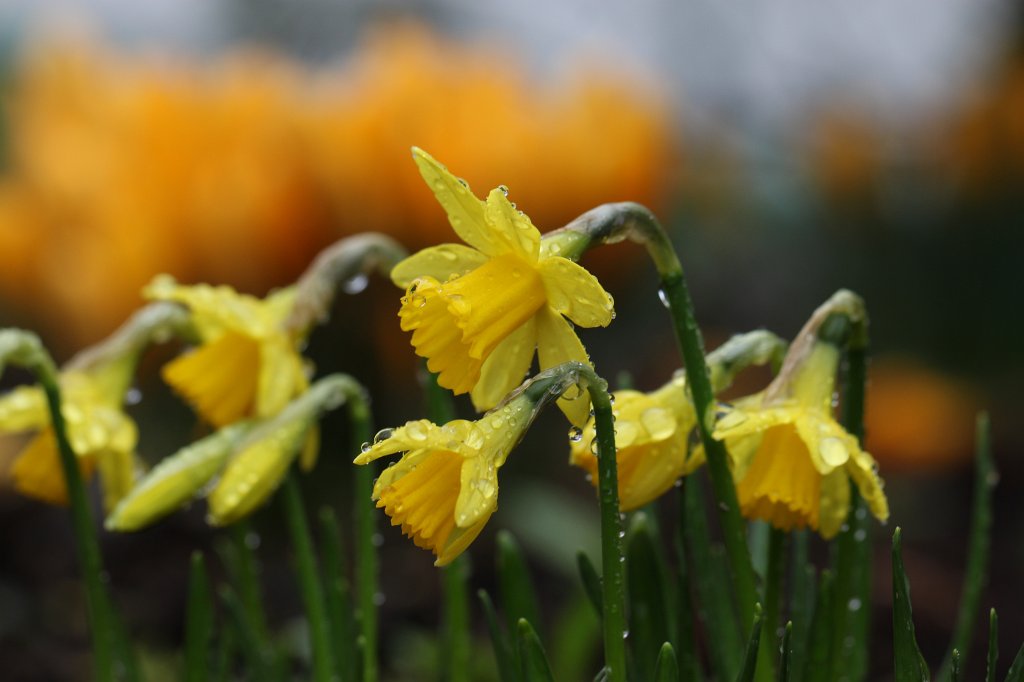 IMG_8143.JPG -  Daffodils  ( Osterglocken )