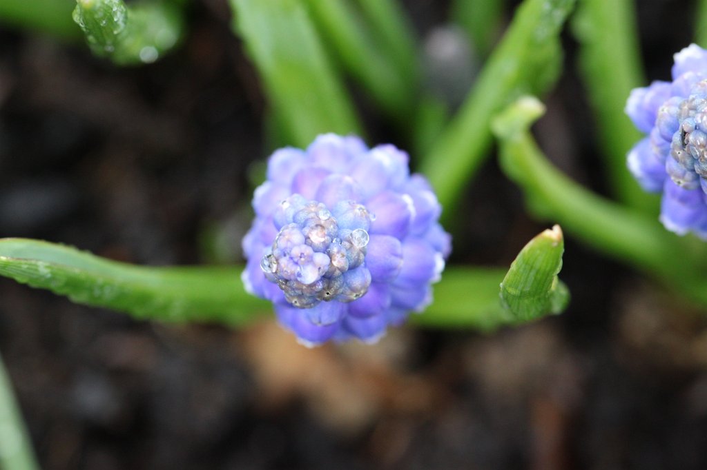IMG_8151.JPG -  Grape hyacinth  ( Traubenhyazinthen )