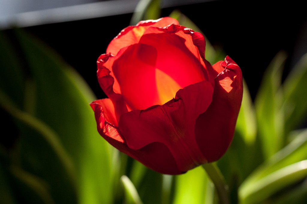IMG_8184_c.jpg - Tulip