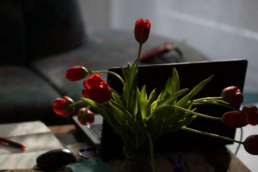 IMG_8192.JPG - Tulips and Laptop