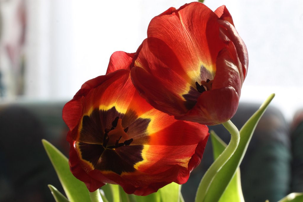 IMG_8221.JPG - Tulips