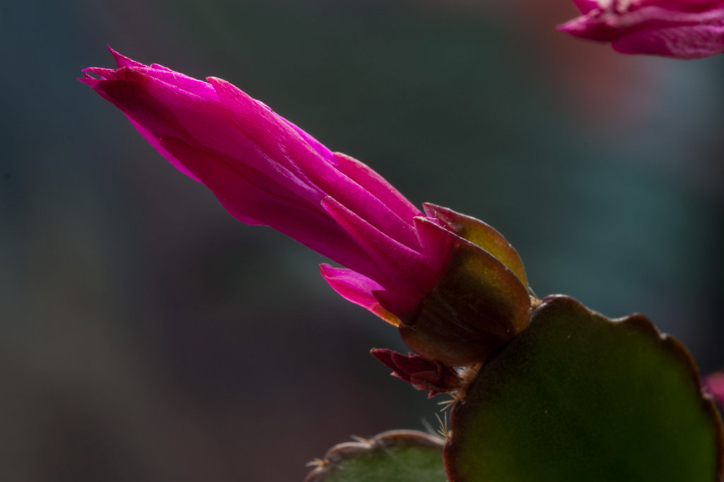 IMG_8225_c.jpg - Cactus flower
