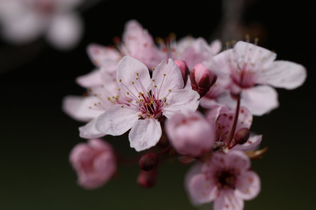IMG_8255.JPG - Cherry blossom