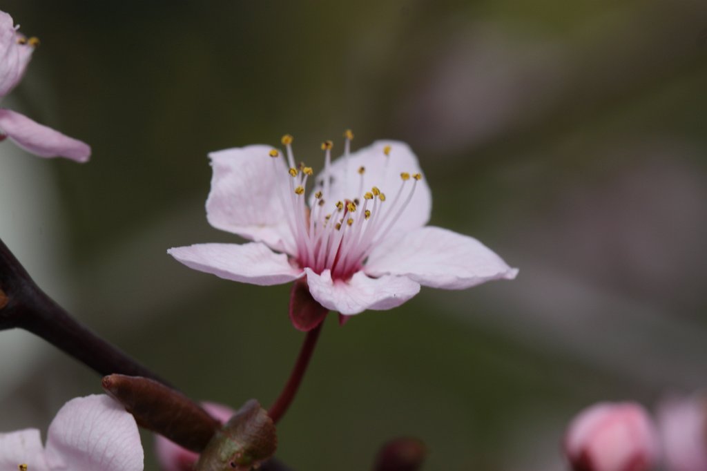 IMG_8260.JPG - Cherry blossom