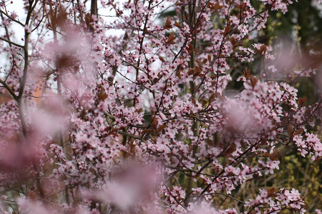IMG_8261.JPG - Cherry blossom